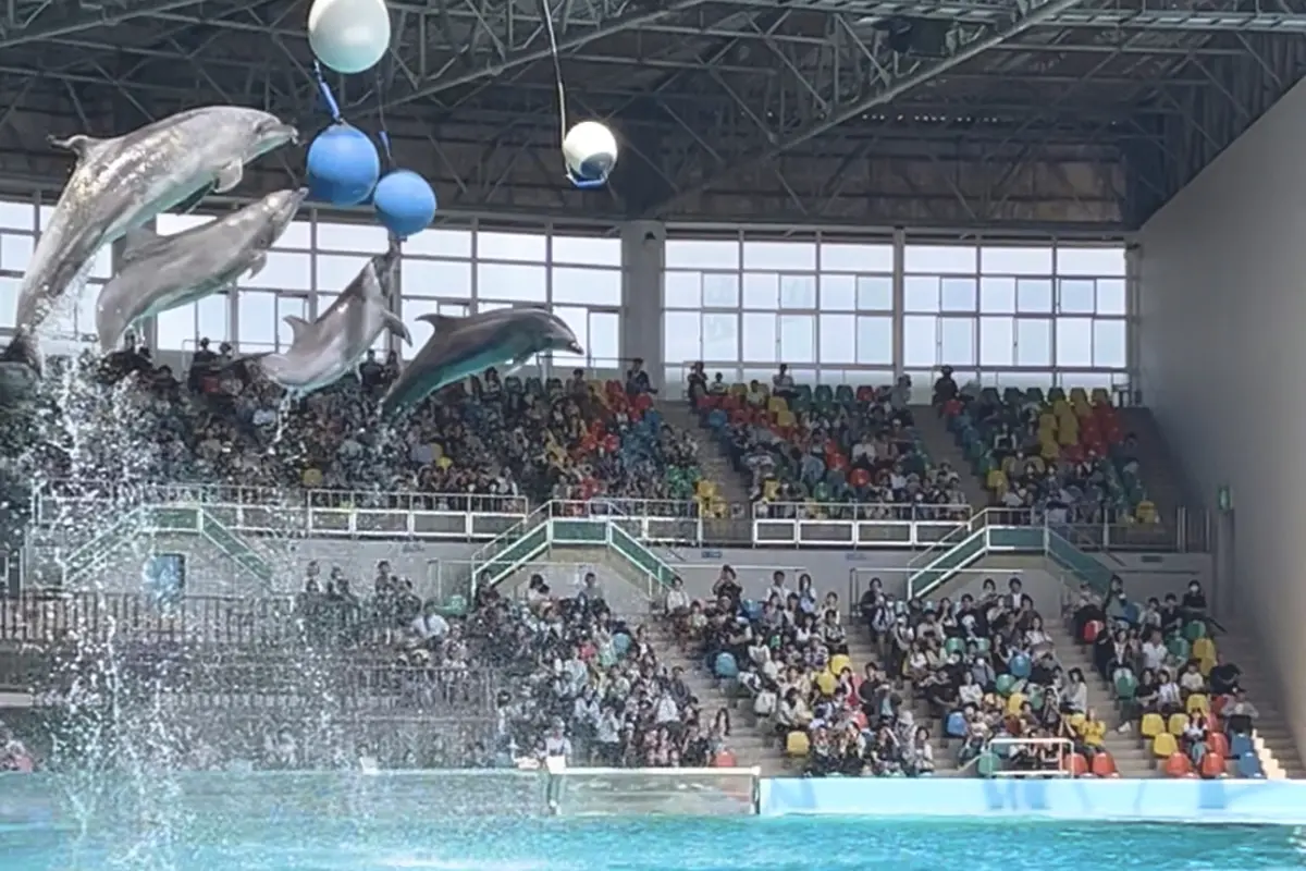 アドベンチャーワールドのイルカショー